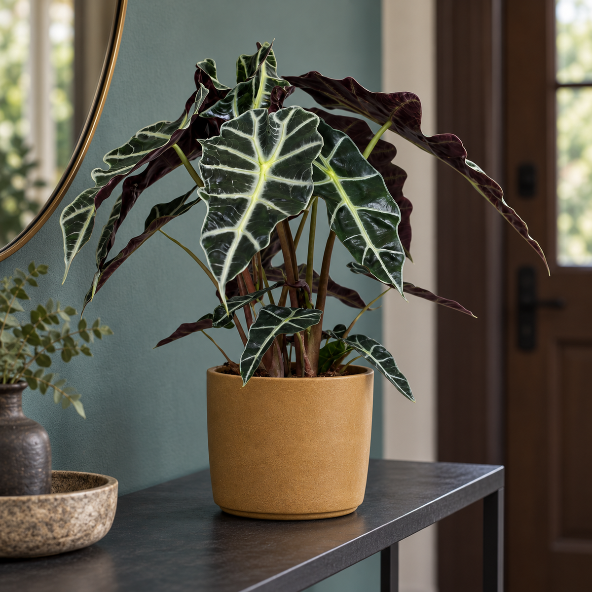 🌿 Alocasia Polly | Compacte Olifantsoor Kamerplant