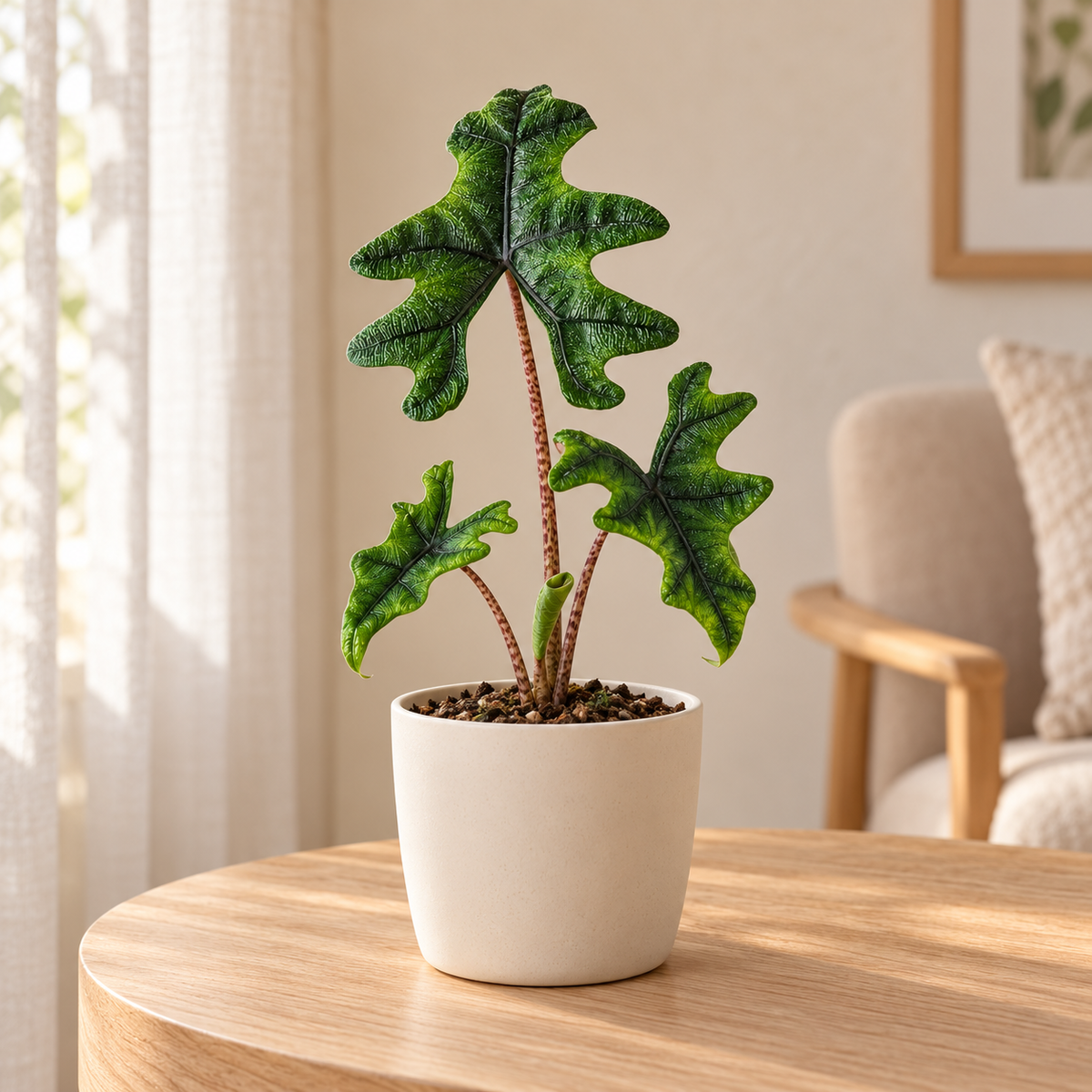 🌿 Alocasia Jacklyn | Unieke Kamerplant met Bijzondere Bladeren