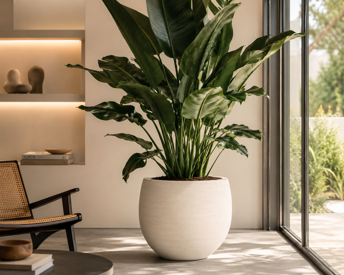 🪴 Jumbo Orb Ivory Washed – Exclusieve Designpot met Tijdloze Elegantie | D88 x H70 cm