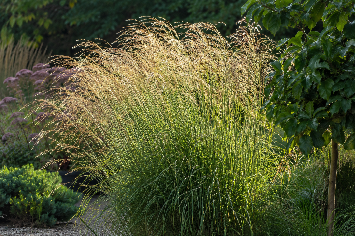 🌾 Miscanthus sinensis ‘Gracillimus’ – Prachtriet