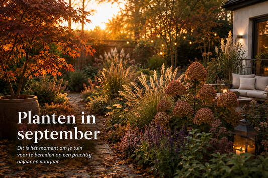 🍂 Waarom september de beste plantmaand van het jaar is