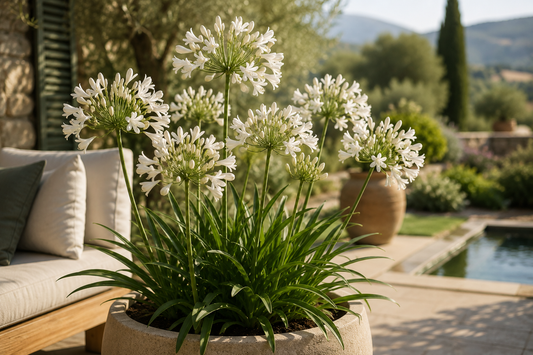 🤍 Plant van de Week: Agapanthus 'Everwhite' – Mediterrane Elegantie in Witte Bloei