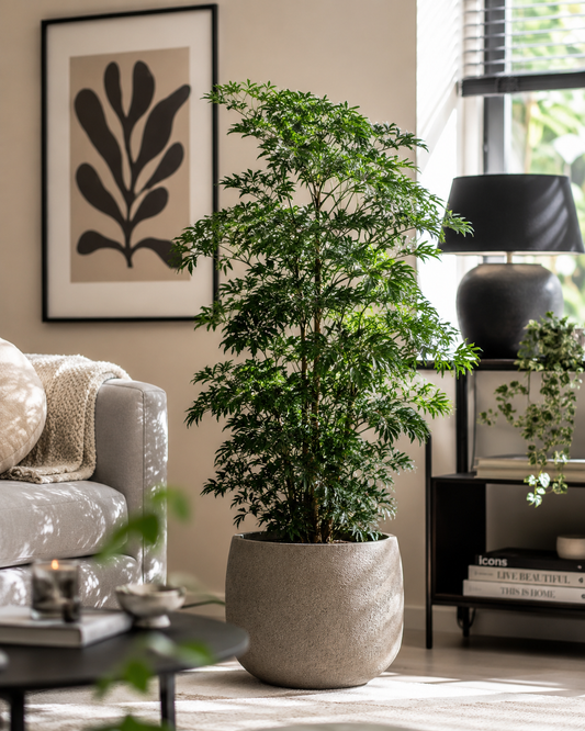 🌿 Plant van de Week: Polyscias Hawaiiana Ming – Elegante Aralia met Fijn Vertakt Blad