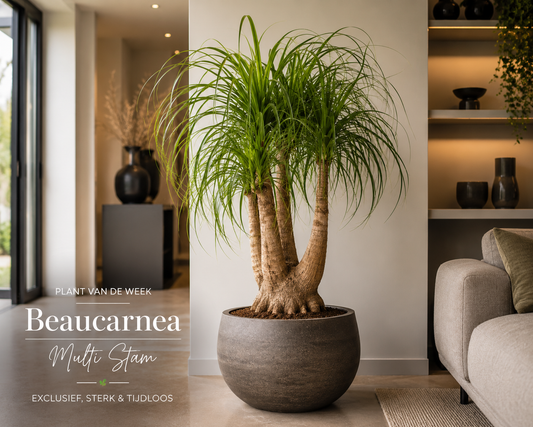 🌴 Plant van de Week – Beaucarnea Multi Stam