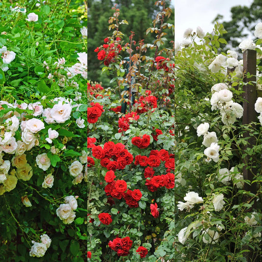 🌹 Plant van de Week: Rosa Tricolour | Kleurrijke blikvanger voor balkon en tuin