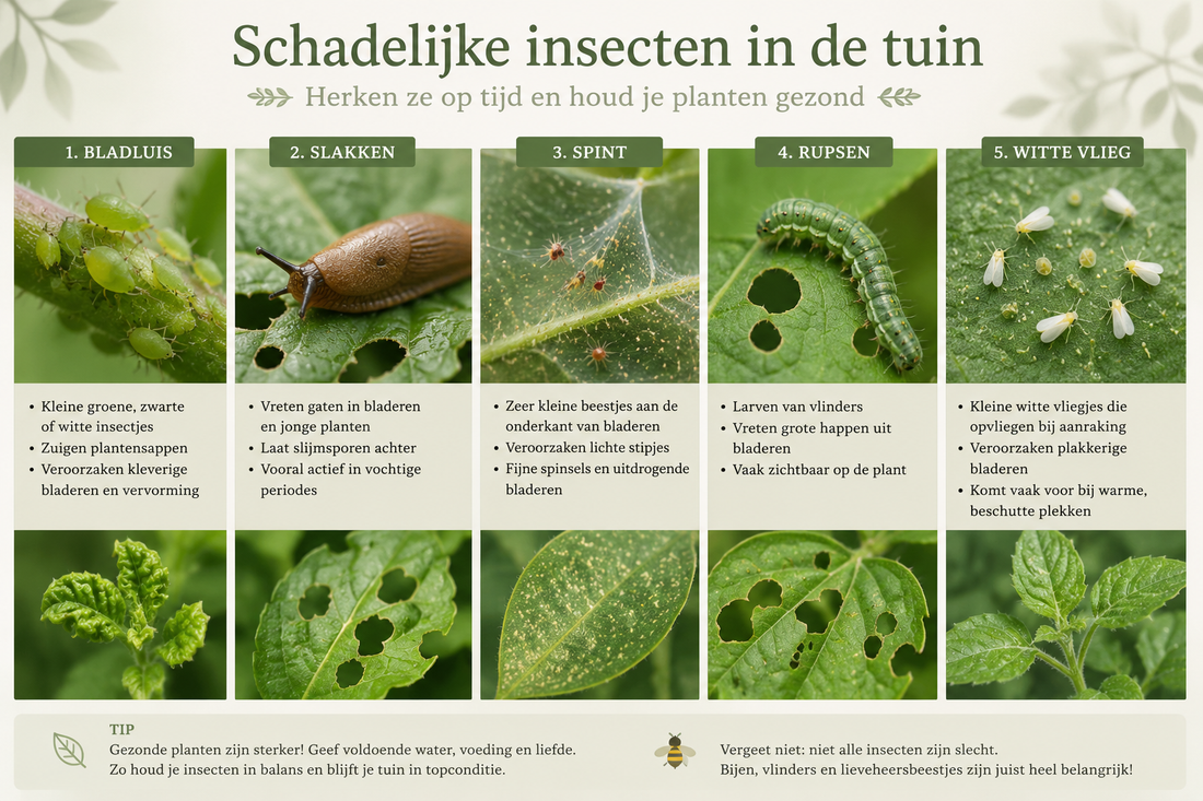 🐛 Welke insecten zijn schadelijk voor tuinplanten?