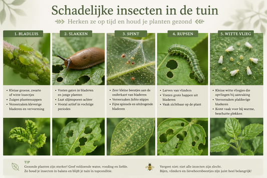 🐛 Welke insecten zijn schadelijk voor tuinplanten?