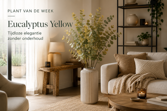 🌿 Plant van de Week: Eucalyptus Yellow – Tijdloze Elegantie Zonder Onderhoud