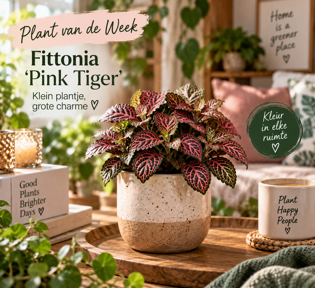 🌿 Plant van de Week: Fittonia ‘Pink Tiger’ – klein plantje, verrassend veel mogelijkheden