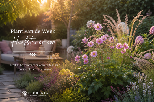 🌿 Plant van de Week: Herfstanemoon (Anemone)
