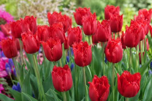 🌷 Plant van de Week – 'Masterpeace': de elegante rode tulp met een unieke kartelrand