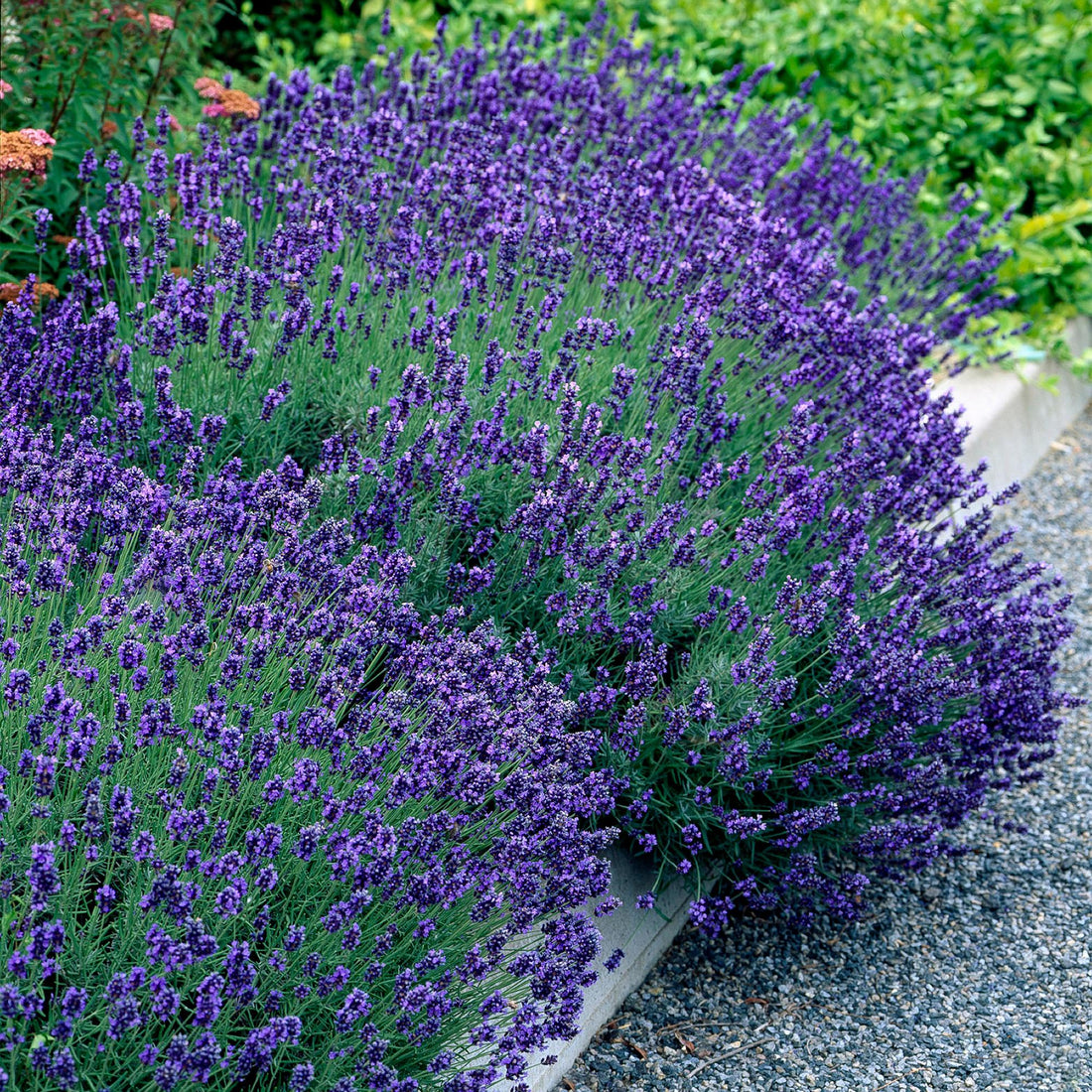 🌿 Plant van de Week: Lavendel – Geur, Kleur en Zomerse Sfeer