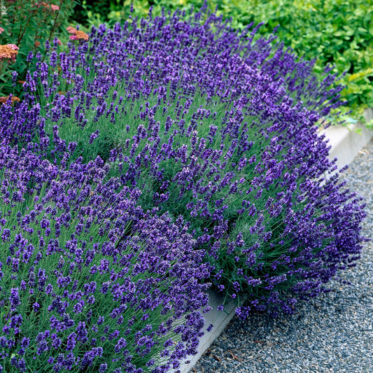 🌿 Plant van de Week: Lavendel – Geur, Kleur en Zomerse Sfeer