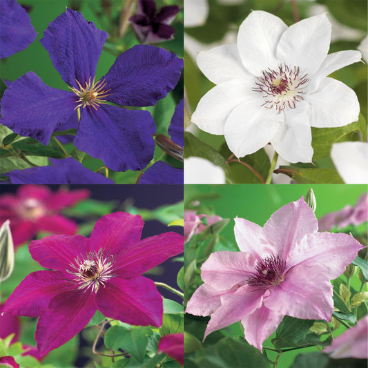 🌼 Plant van de Week: Clematis – Sierlijke Klimplant voor je Tuin