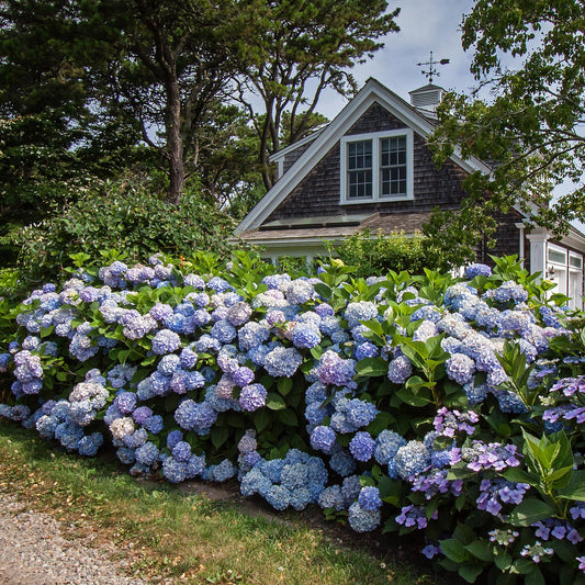 🌸 Hortensia Snoeien: Wanneer en Hoe? Complete Gids