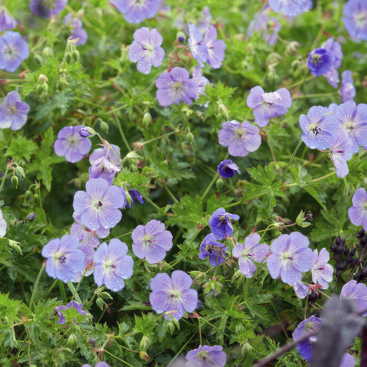 🌿 Plant van de week: Vinca minor (Maagdenpalm)