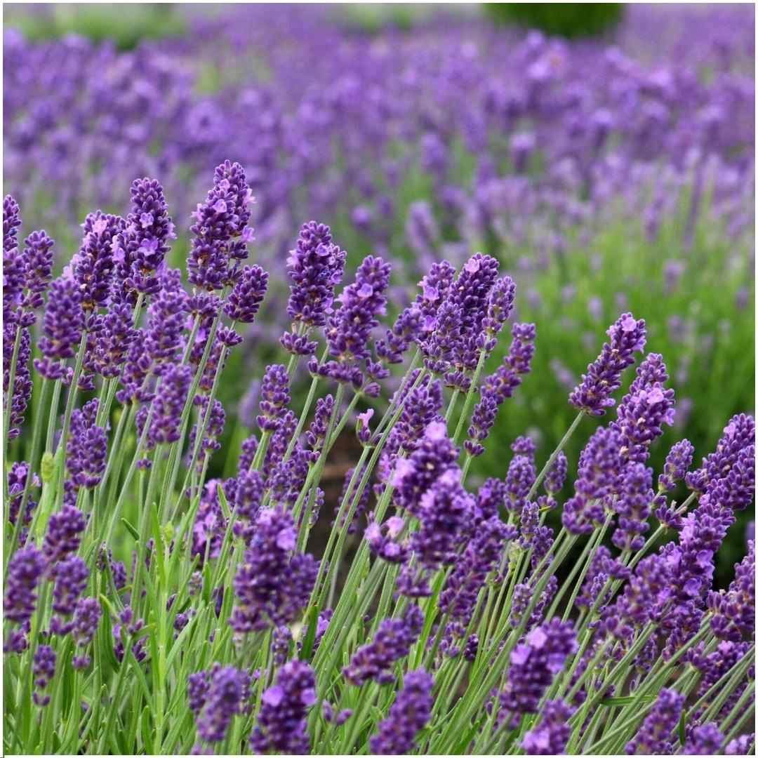 🌿 Lavendel snoeien – wanneer en hoe doe je dat?