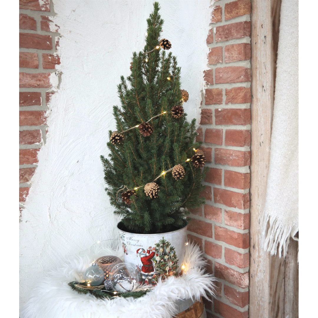 🎄 De Betekenis van Kerst – Warmte, Groen & Symboliek in Bloemen en Planten