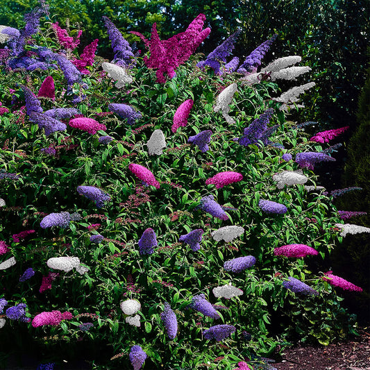 🌿 Insectenvriendelijke planten: help bijen en vlinders in jouw tuin