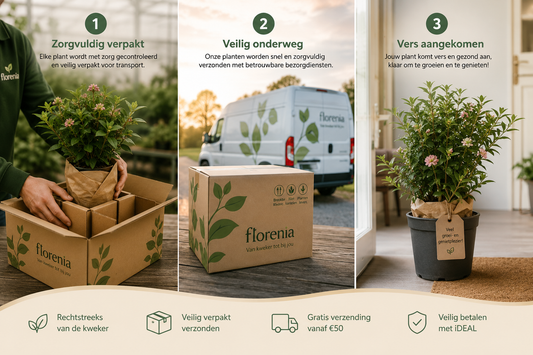 🌱 Van Kweker tot Tuin: Zo Verpakken en Verzenden Wij Jouw Planten