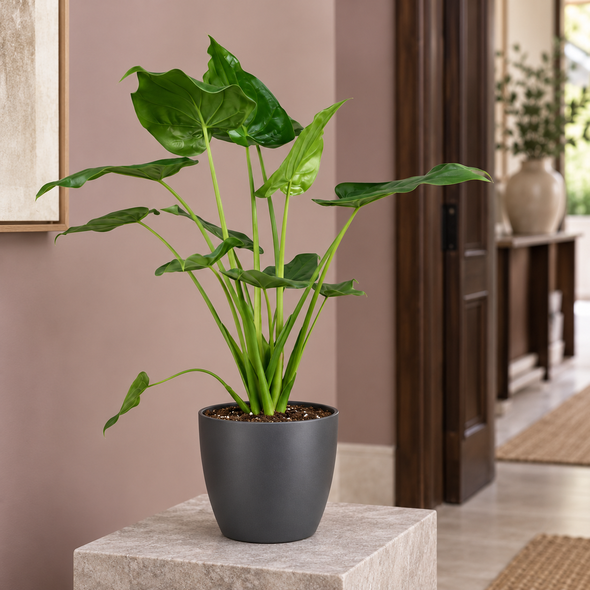 🌿 Alocasia Cucullata | Boeddha’s Hand met Grijze Pot