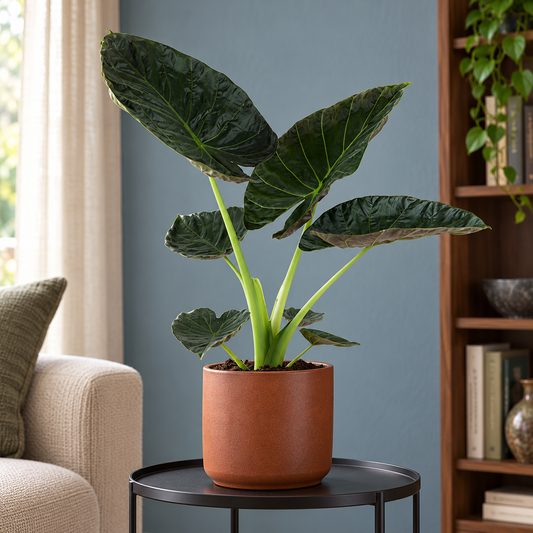 🌿 Alocasia Regal Shield | Grote Tropische Kamerplant