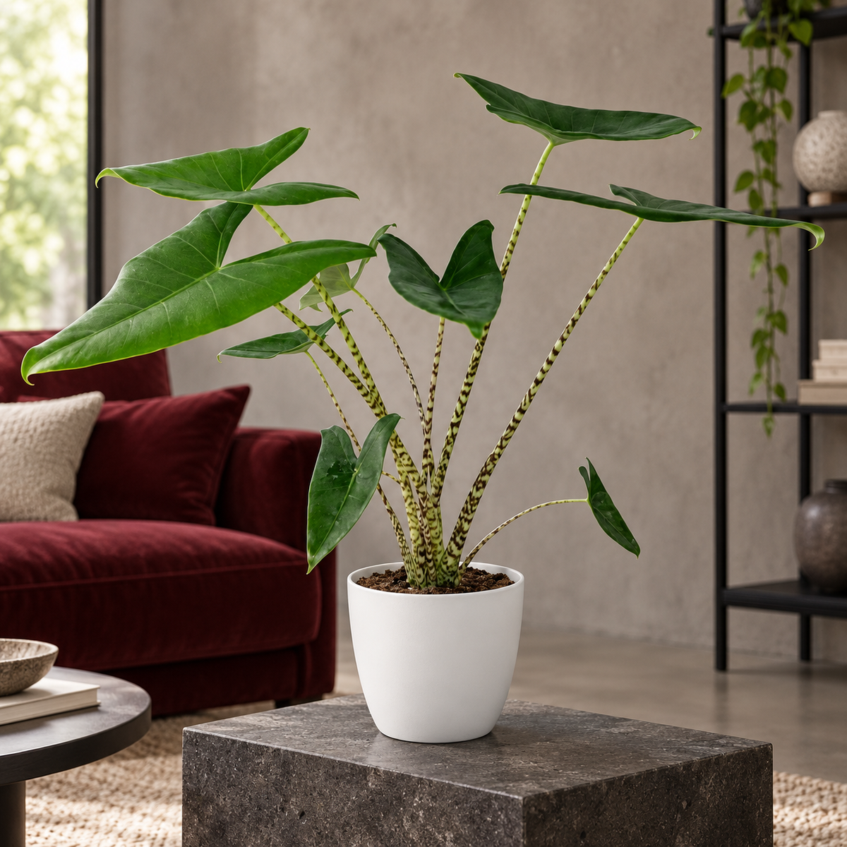 🌿 Alocasia Zebrina | Olifantsoor met Witte Pot