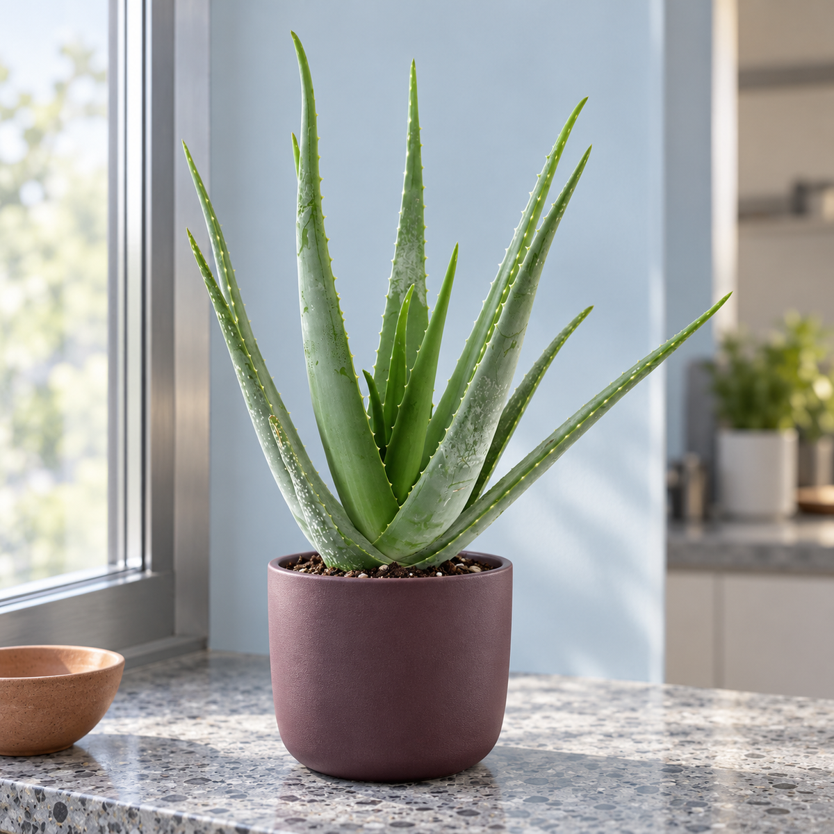🌿 Aloe vera –  een sierlijke kamerplant