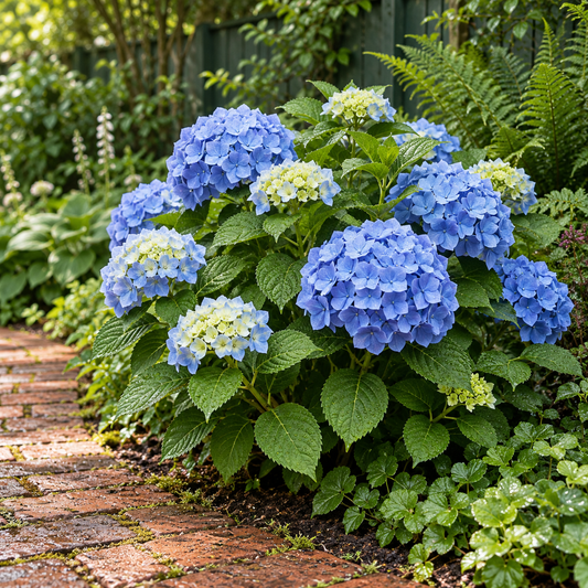 🌸 Hydrangea The Original Blue | Winterharde Hortensia