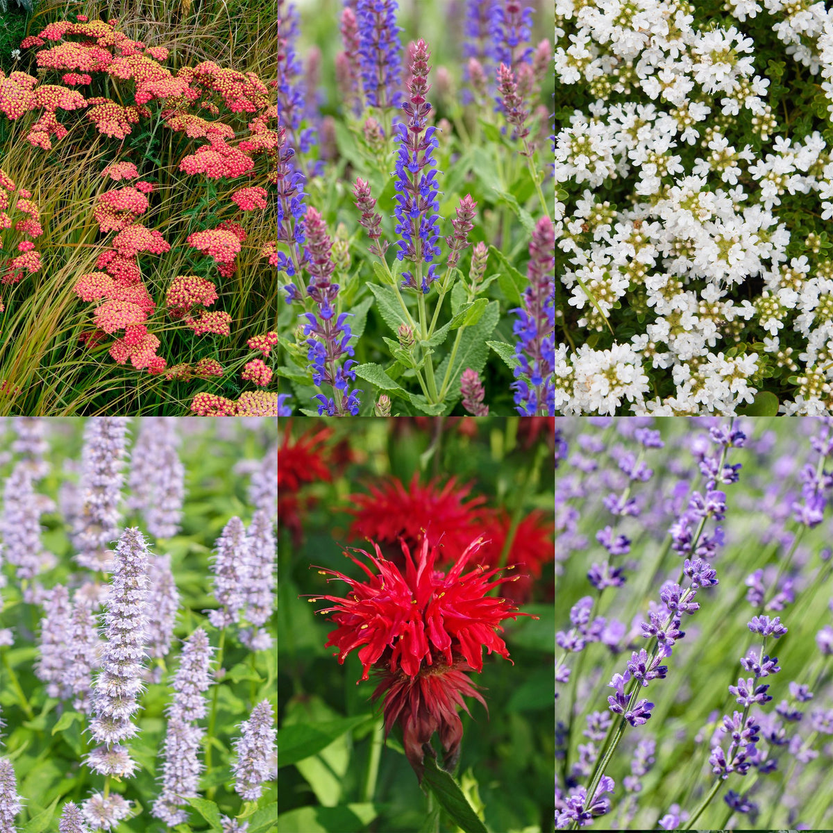 🌸 Borderpakket Geurende Vaste Planten (24 Stuks) – Geschikt voor 3 m²