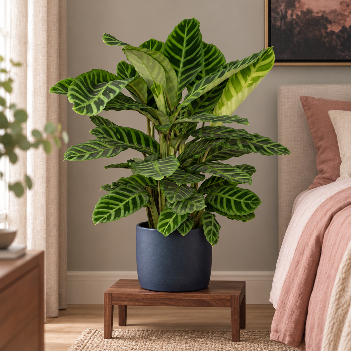 🌿 Calathea Zebrina | Grote Pauwenplant