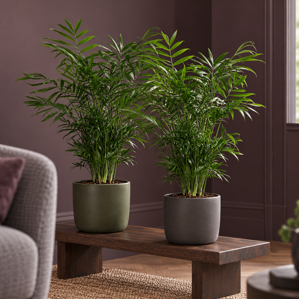 🌿 Chamaedorea Elegans | Mexicaanse Bergpalm (2 Stuks)