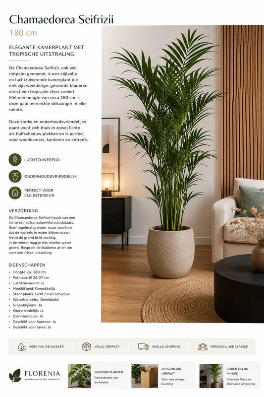 🌴 Chamaedorea Seifrizii – Grote Bamboepalm met Tropische Uitstraling