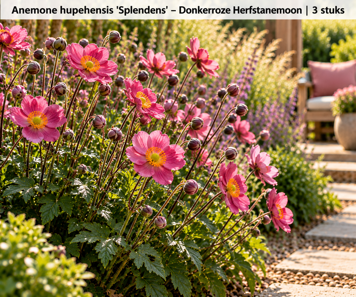 🌿 Anemone hupehensis 'Splendens' – Donkerroze Herfstanemoon | 3 stuks