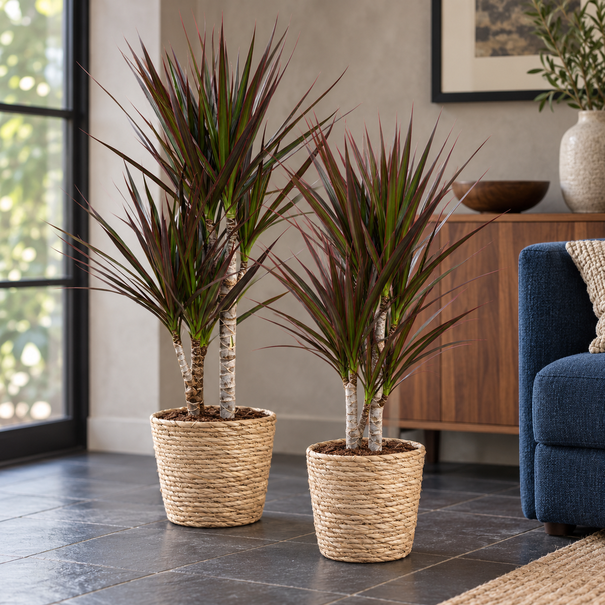 🌿 Dracaena ‘Magenta’ | Drakenbloedboom met Mand (2 Stuks)