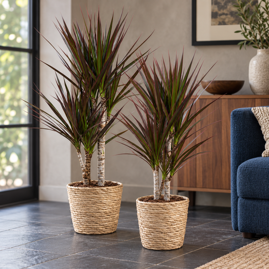 🌿 Dracaena ‘Magenta’ | Drakenbloedboom met Mand (2 Stuks)