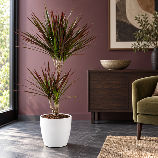 🌿 Dracaena ‘Magenta’ | Drakenbloedboom met Witte Pot (XL)