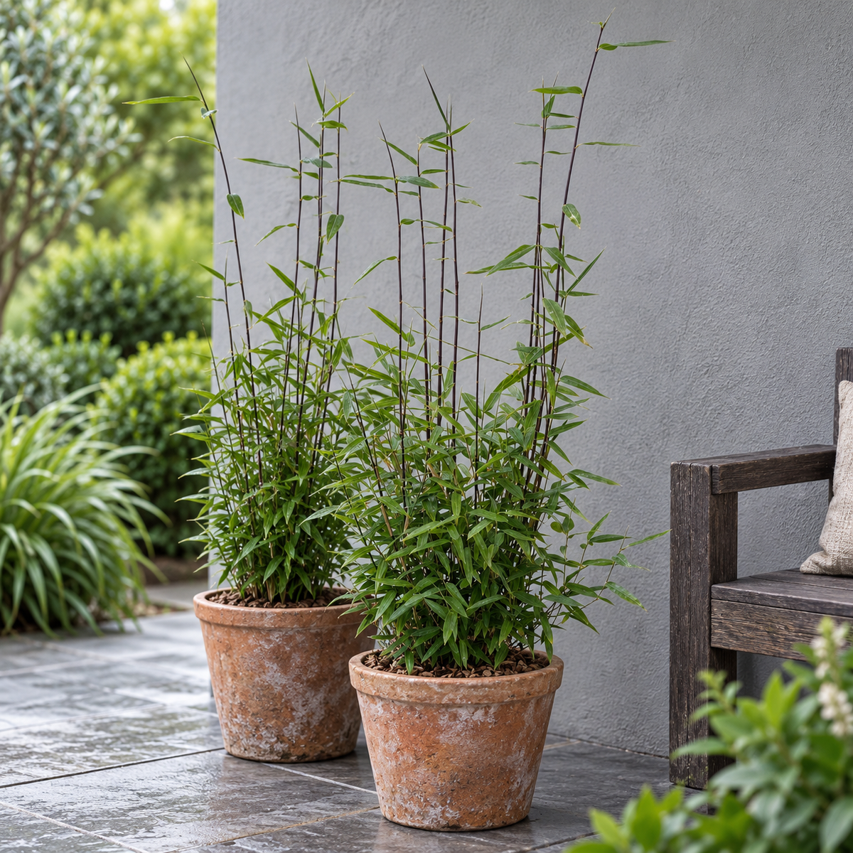 🎋 Fargesia nitida ‘Black Dragon’ | Niet-woekerende Bamboe (2 stuks)
