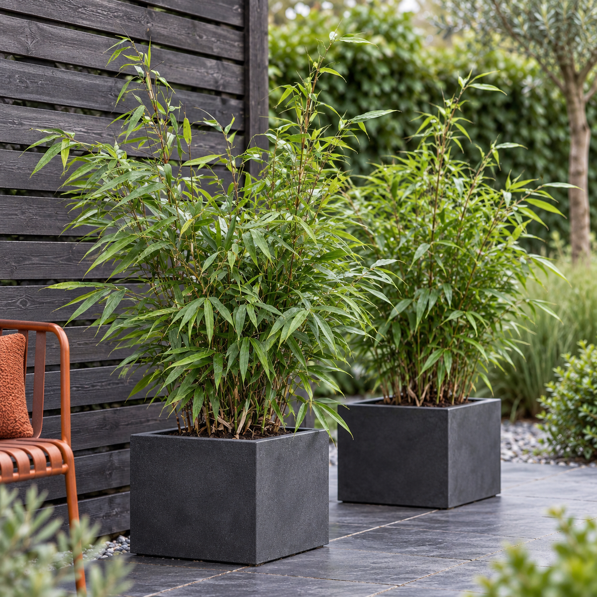 🎋 Fargesia robusta ‘Pingwu’ | Niet-woekerende Bamboe (2 stuks)
