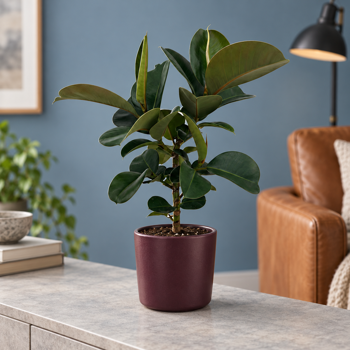 🌿 Ficus elastica ‘Cloe’ | Rubberplant