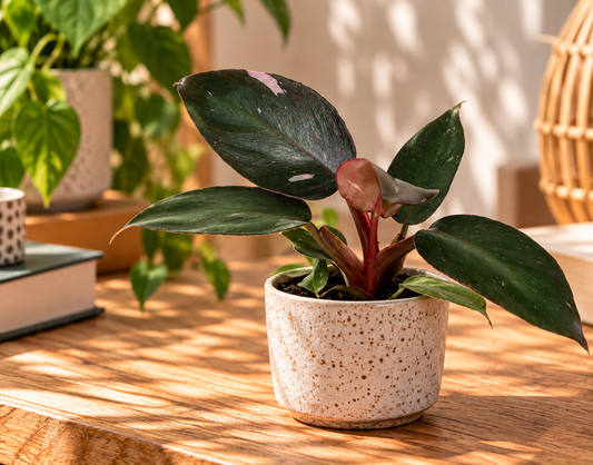 🌸 Philodendron ‘Pink Princess’ – Roze bonte kamerplant