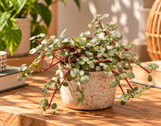 🌿 Pilea glauca ‘Greyzy’ – Zilverblad Pilea