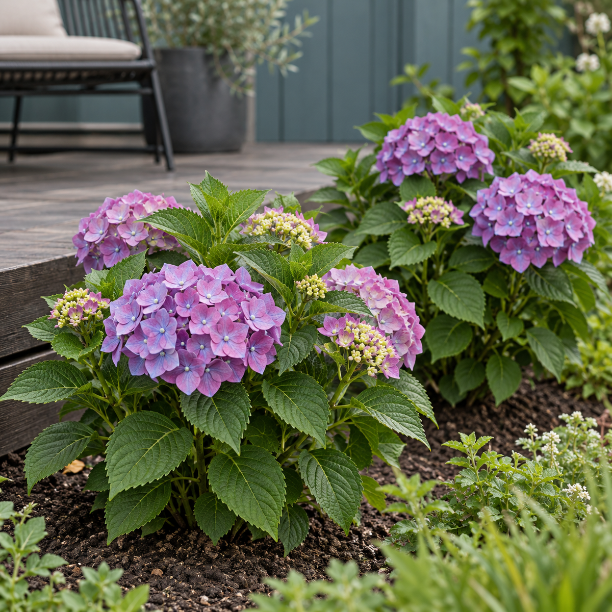 🌸 Hydrangea ‘Summer Love Purple’ | Hortensia (2 Stuks)