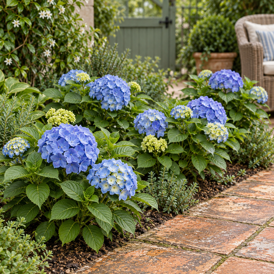 🌸 Hydrangea ‘The Original Blue’ | Hortensia (4 Stuks)