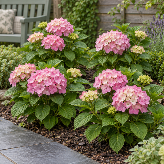 🌸 Hydrangea ‘The Original Pink’ | Hortensia (4 Stuks)