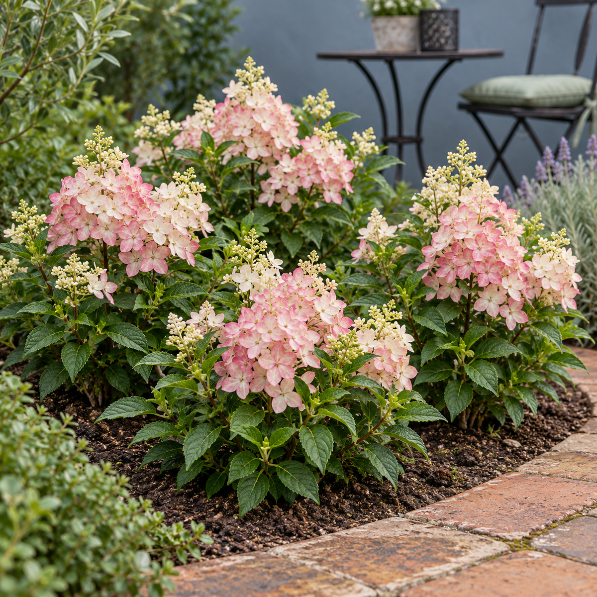 🌸 Hydrangea paniculata ‘Groundbreaker® Blush’ | Pluimhortensia (4 Stuks)