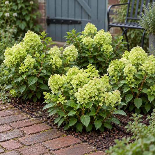 🌸 Hydrangea paniculata 'Groundbreaker Greeny' | Pluimhortensia (8 Stuks)