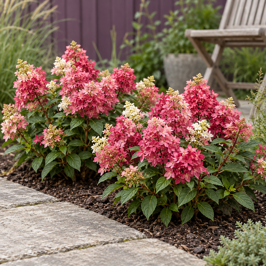 Hydrangea panniculata Groundbreaker Ruby - Pluimhortensia - (2 stuks}