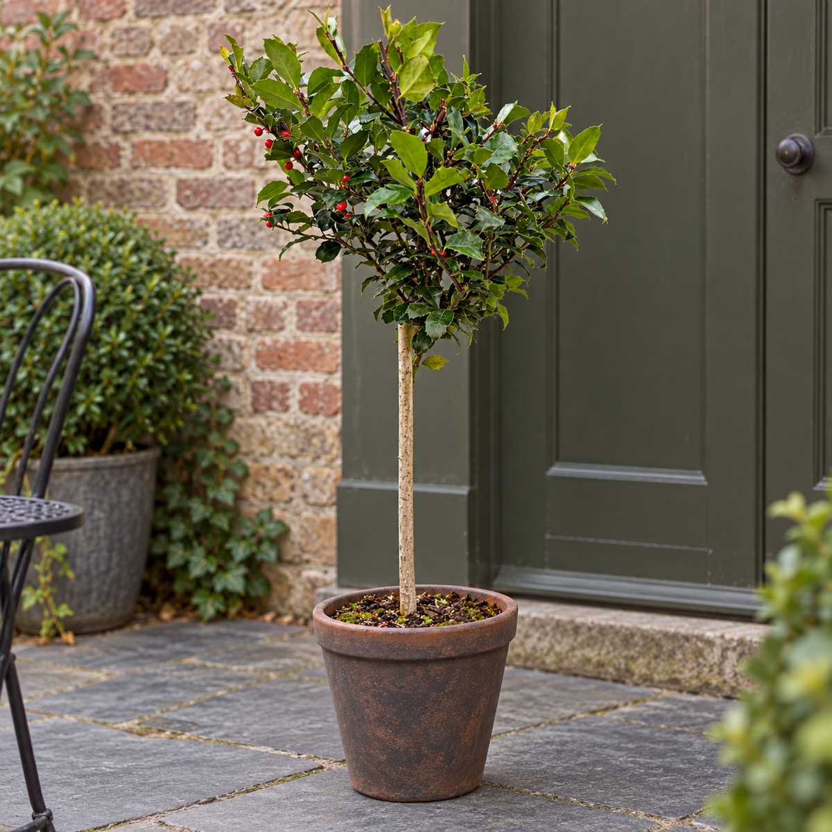 🌳 Ilex meserveae 'Blue Maid' op Stam