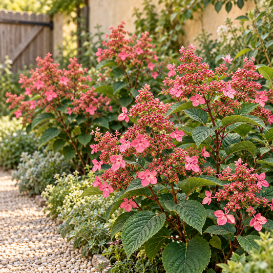 🌸 Hydrangea panniculata ‘Living Infinity’ – Pluimhortensia